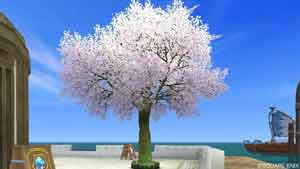 桜の木・白
